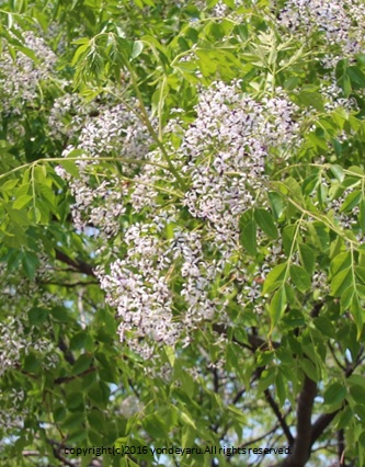 ｾﾝﾀﾞﾝの花