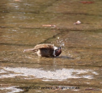 水浴びするｽｽﾞﾒ