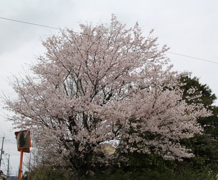 田舎のｻｸﾗ2015