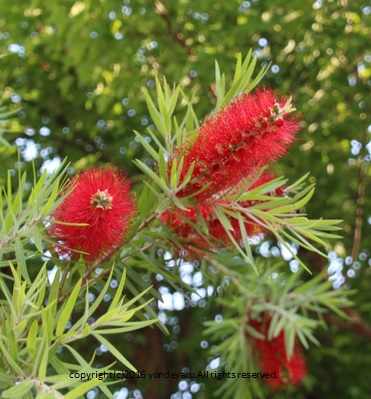 ﾌﾞﾗｼﾉｷの花